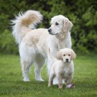 Hund Nassfutter Junior 200g 6 Stück -3- Anifit
